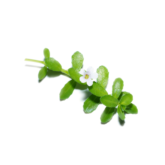 bacopa monnieri nooroots nootropic supplement