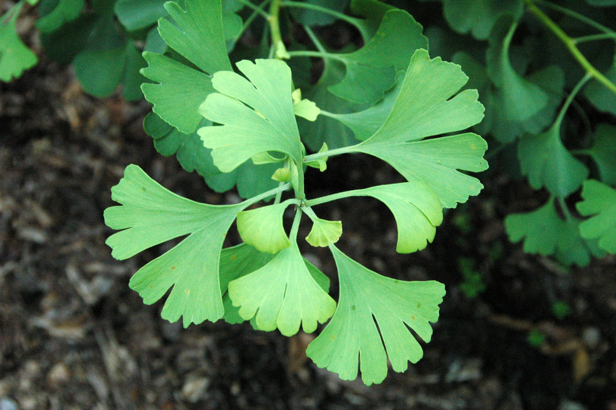 Fresh green fan-shaped ginkgo leaves growing from a branch