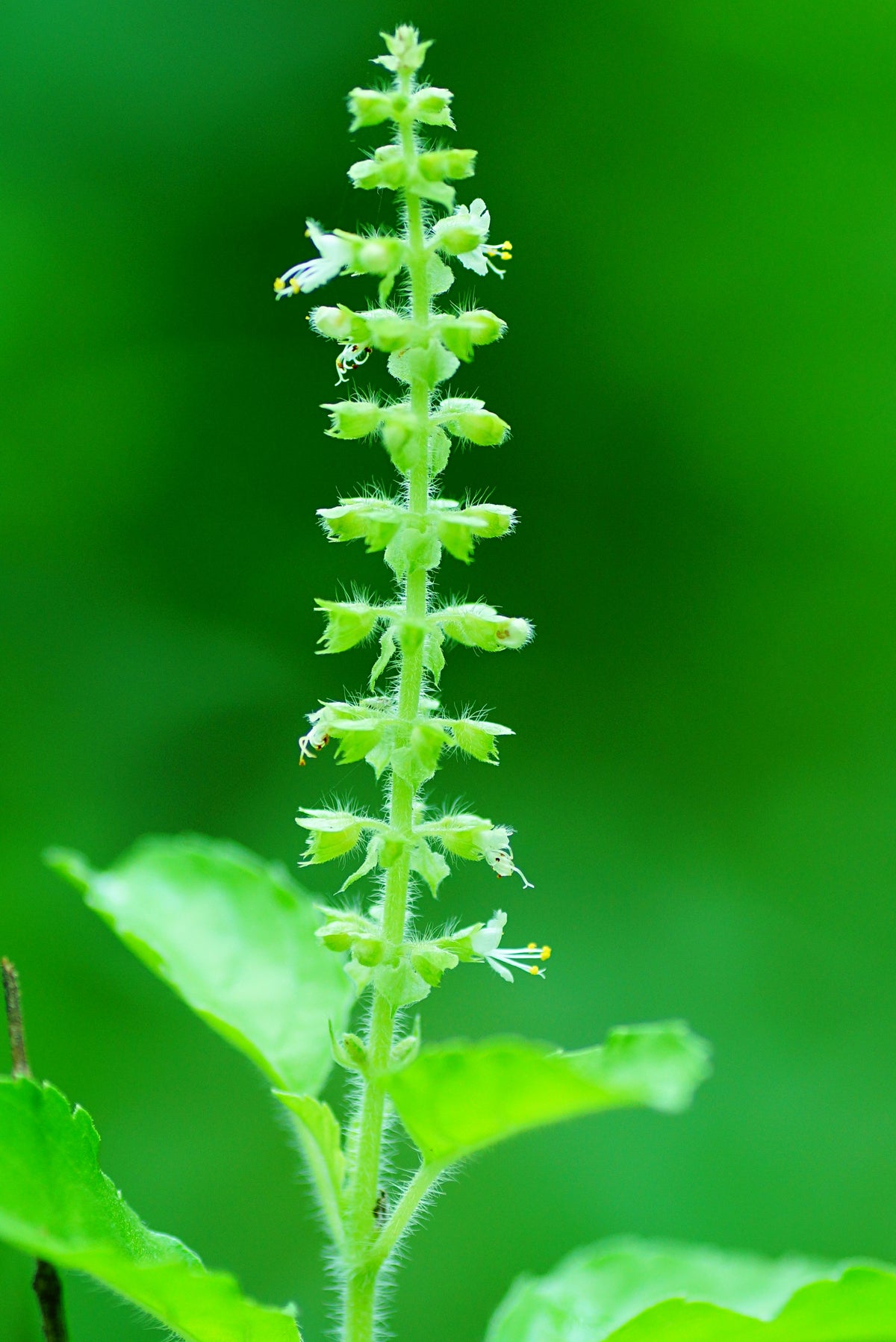 A holy basil flower spike with small white flowers rising above green leaves