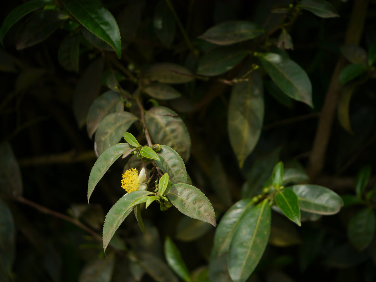 A tea plant branch with dark green leaves and one yellow-centred flower