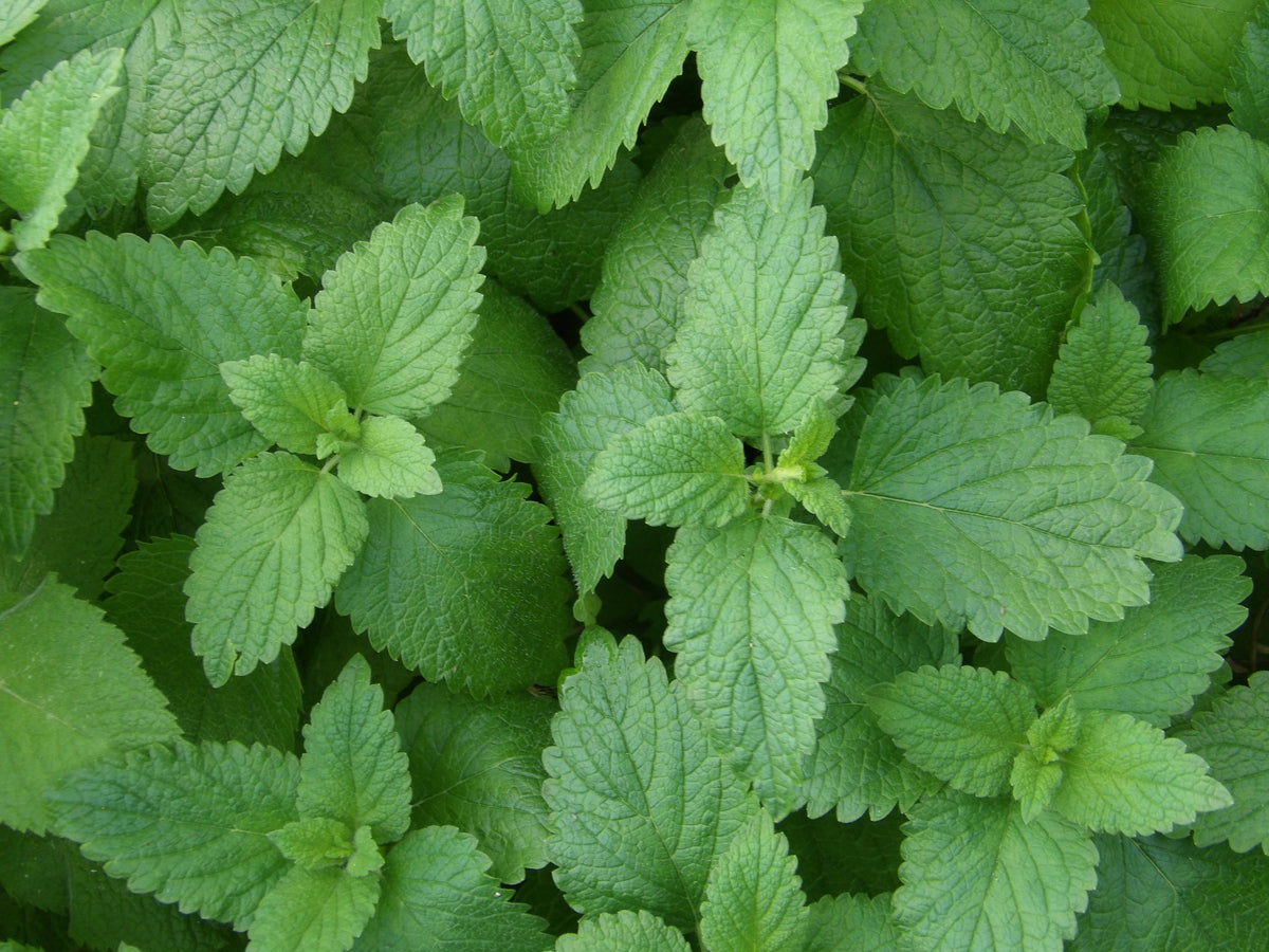 Bright green, toothed lemon balm leaves growing close together