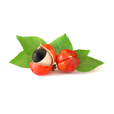 Guarana fruit and seeds with leaves