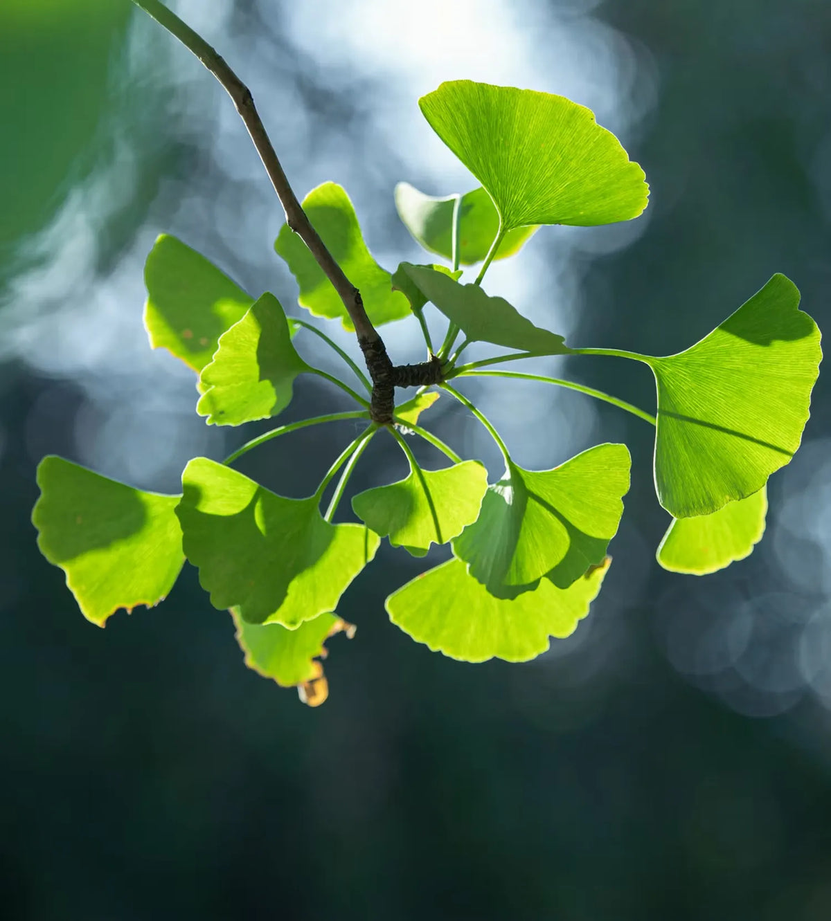 Sunlit ginkgo biloba leaves on a branch against a soft green background