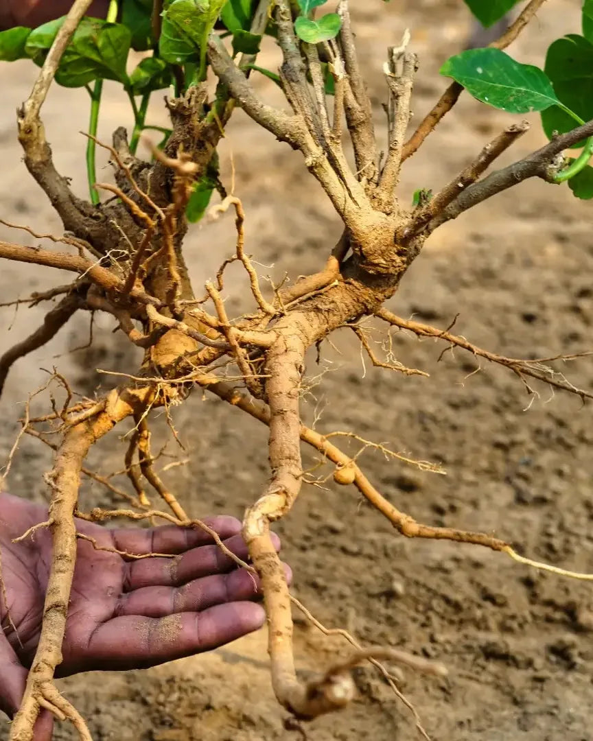 A freshly dug ashwagandha root held over the soil