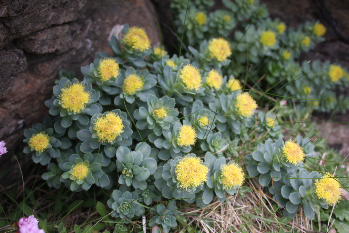 Roseroot plants with round yellow flower heads growing among grass and rock on the Isle of Skye