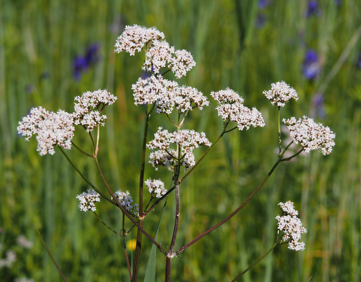 A valerian plant with clusters of small pale pink flowers on tall stems in a green meadow