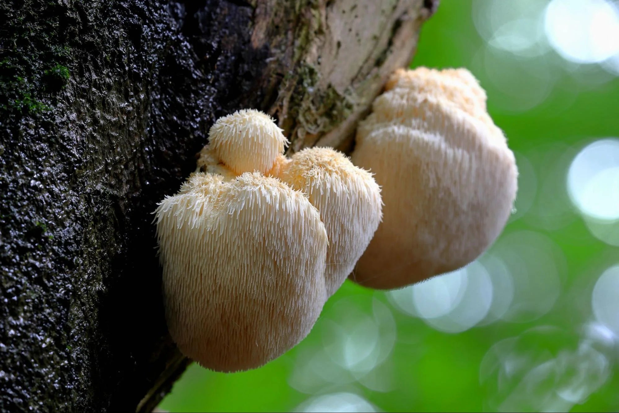 Lion's Mane mushroom ingredient