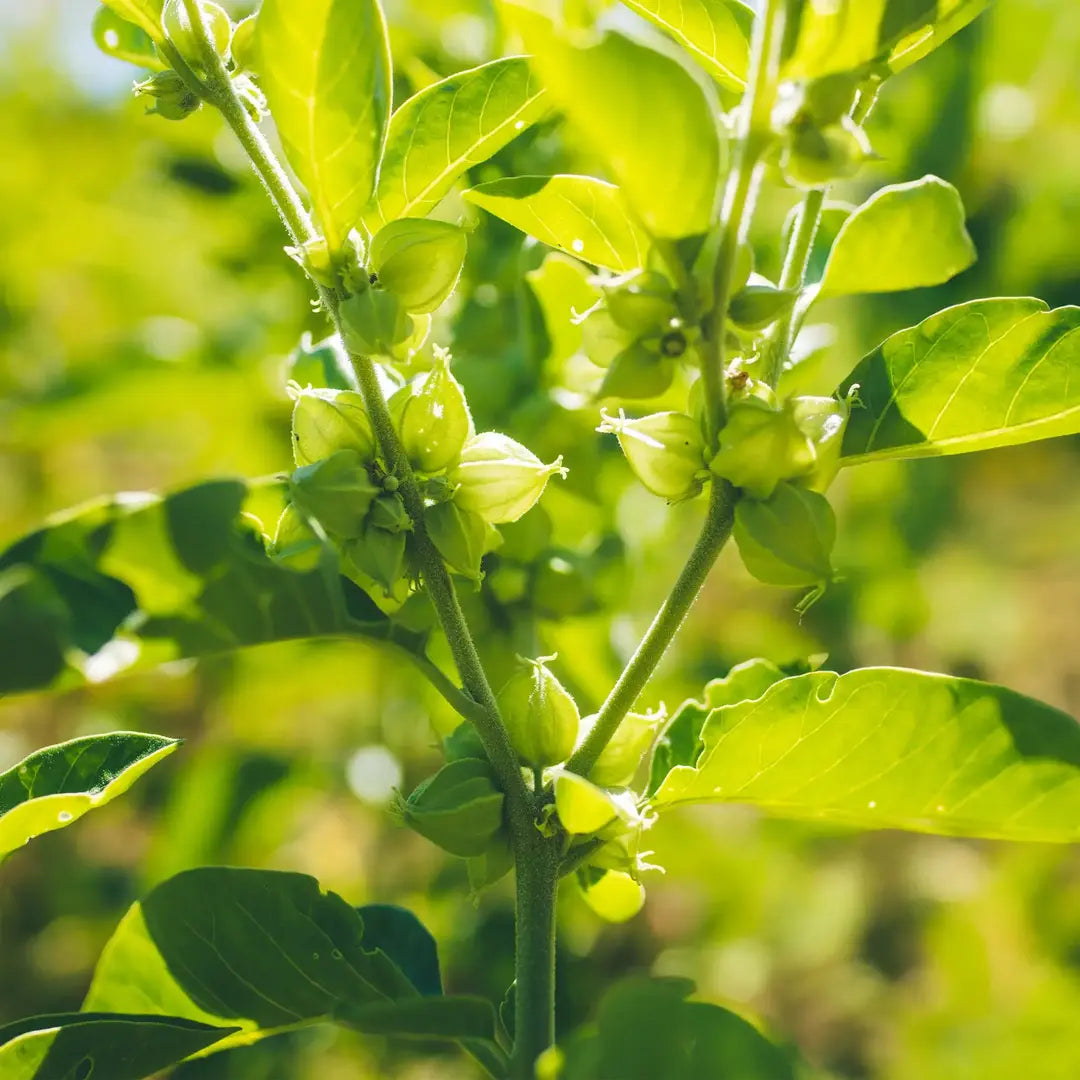 Ashwagandha plant growing outdoors in sunlight