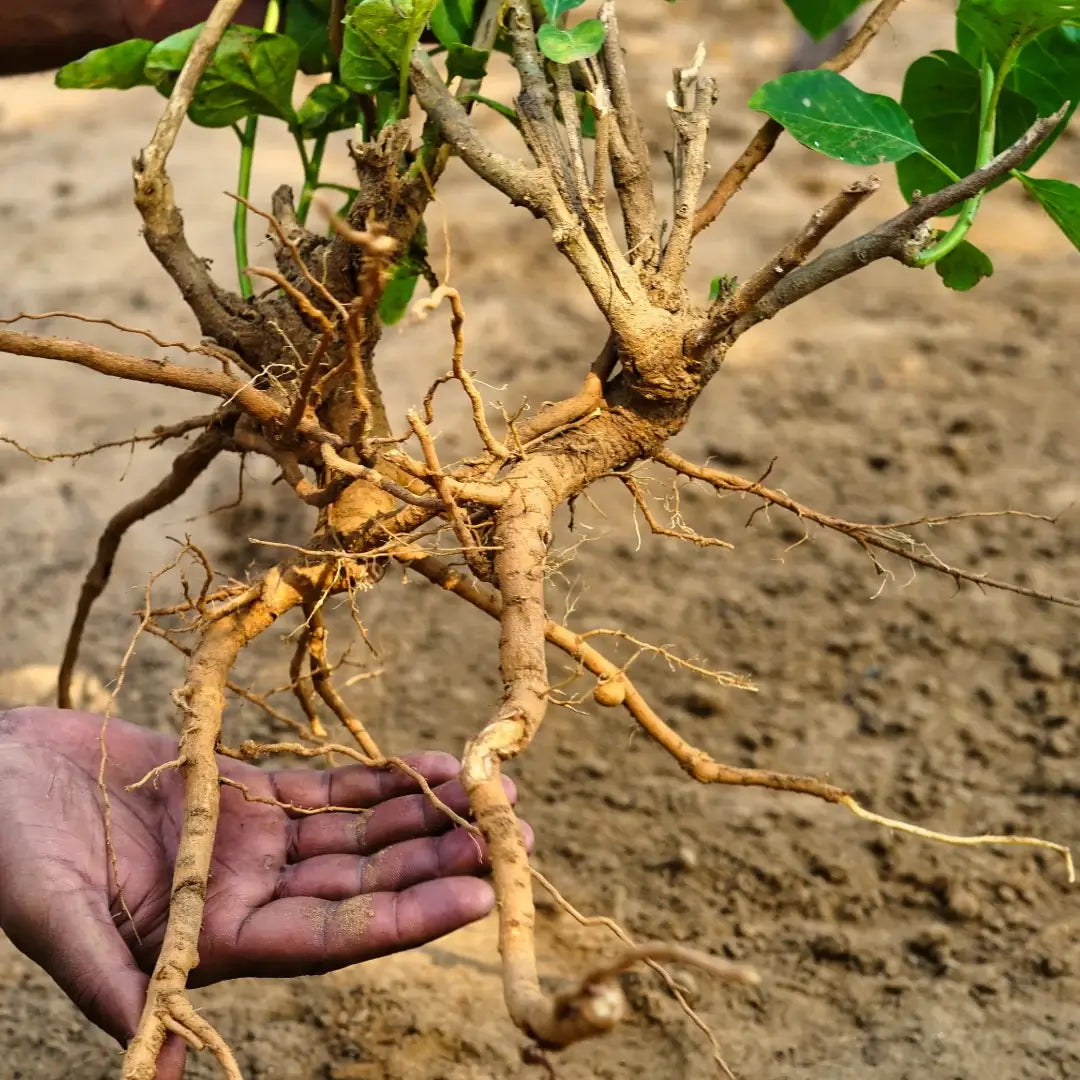 Freshly harvested Ashwagandha root held by hand