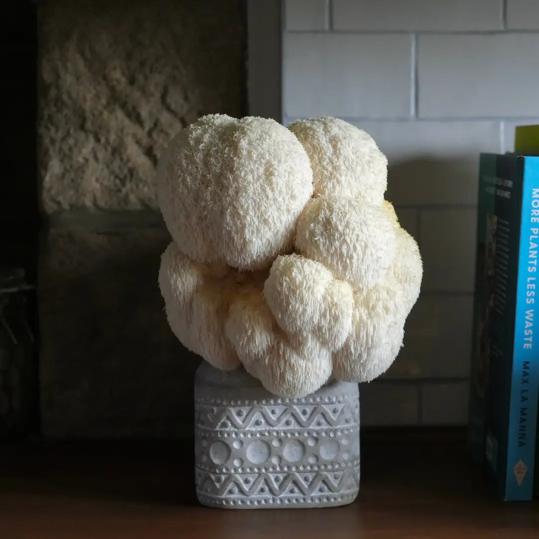 Fresh Lion’s Mane mushroom displayed beside books