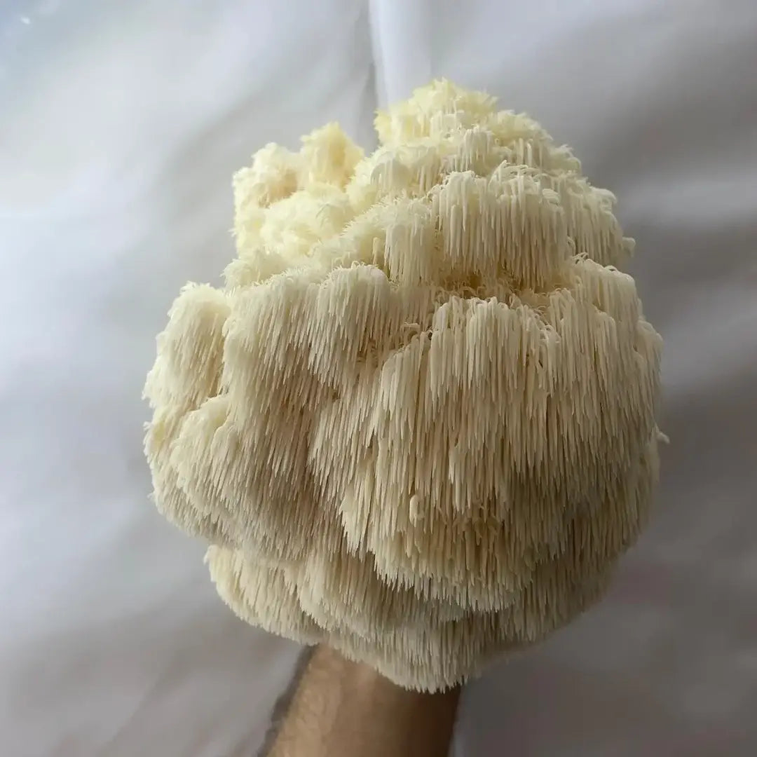 Fresh Lion’s Mane mushroom held in a hand