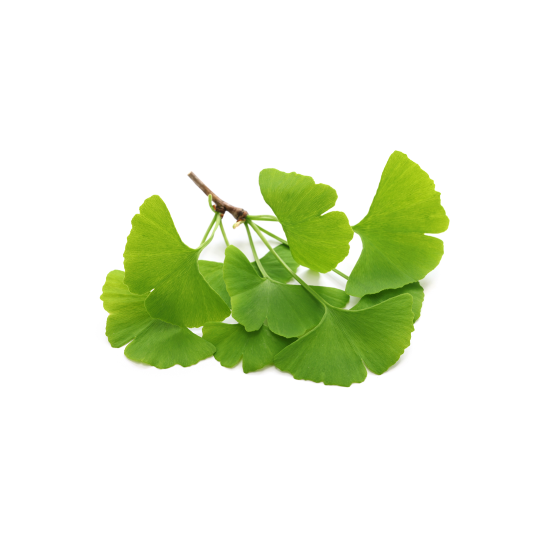 Ginkgo biloba leaves, known for boosting memory and cognitive function in Nooroots supplements