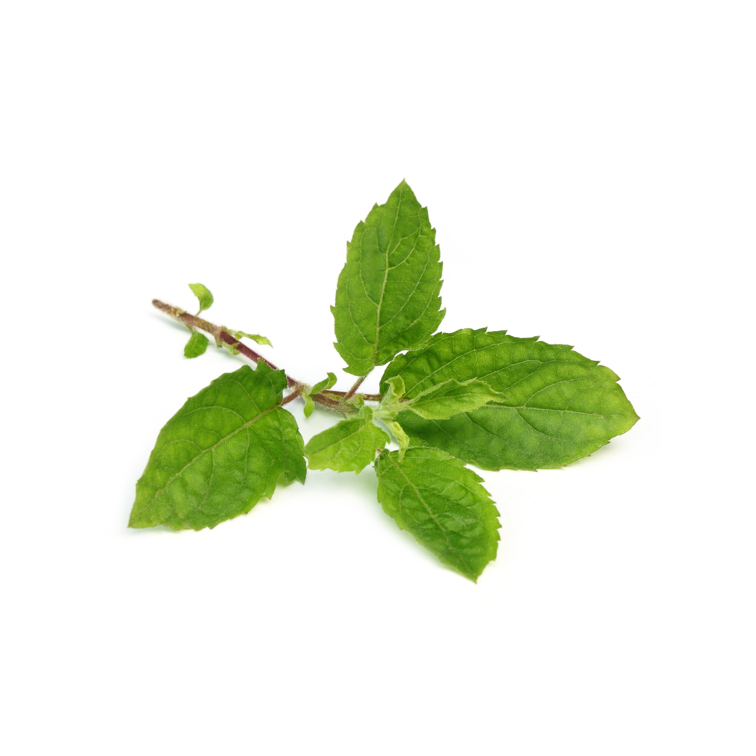 Holy Basil leaf, packed with antioxidants to support mood and reduce stress in Nooroots supplements