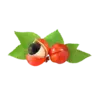 Guarana seed powder for energy and focus